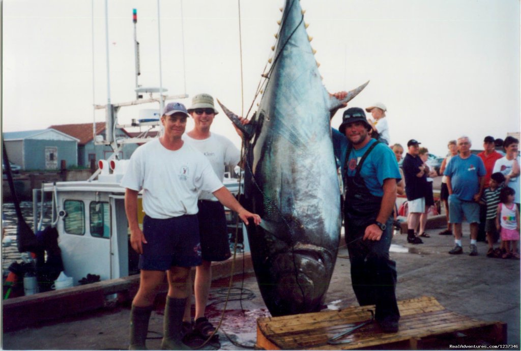 900Lb  Blue Fin Tuna | Paradise On The Sea Adventures | Souris, Prince Edward Island  | Fishing Trips | Image #1/12 | 