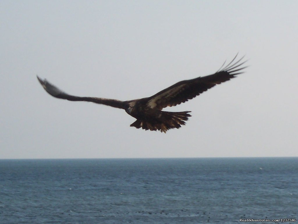 Bald Eagle | Paradise On The Sea Adventures | Image #7/12 | 