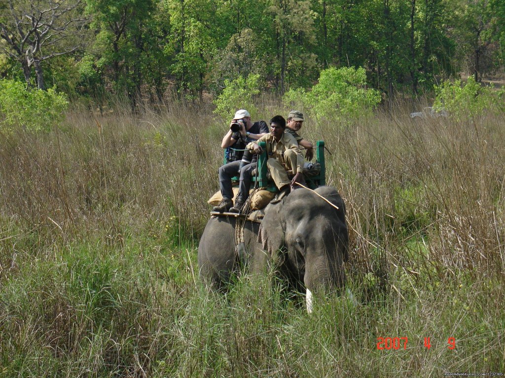 Tiger tracking by Elephant | Lgbt Private Holiday Trips -india, Nepal , Bhutan | Image #9/15 | 