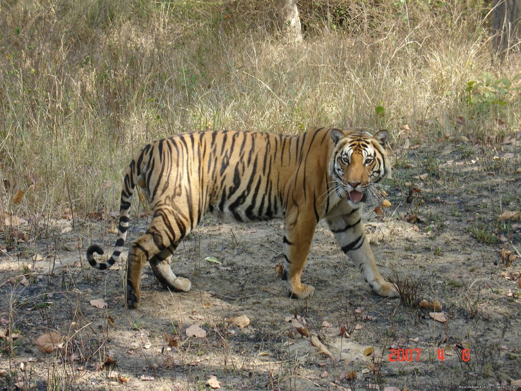 Tiger Tiger  | Lgbt Private Holiday Trips -india, Nepal , Bhutan | Image #15/15 | 