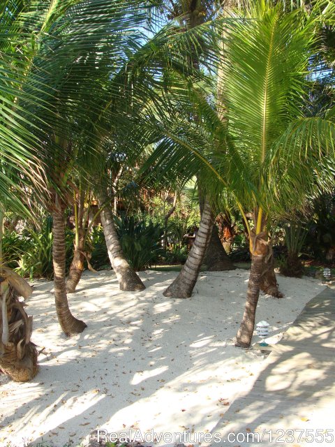 Follow the coconut palms to the beach.