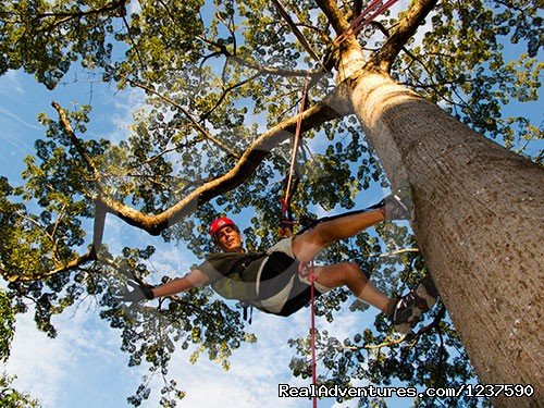 Climbing an Kapok Tree (Ceiba pentandra) | Tree Climbing and Hiking in the Amazon Rainforest | Image #2/6 | 