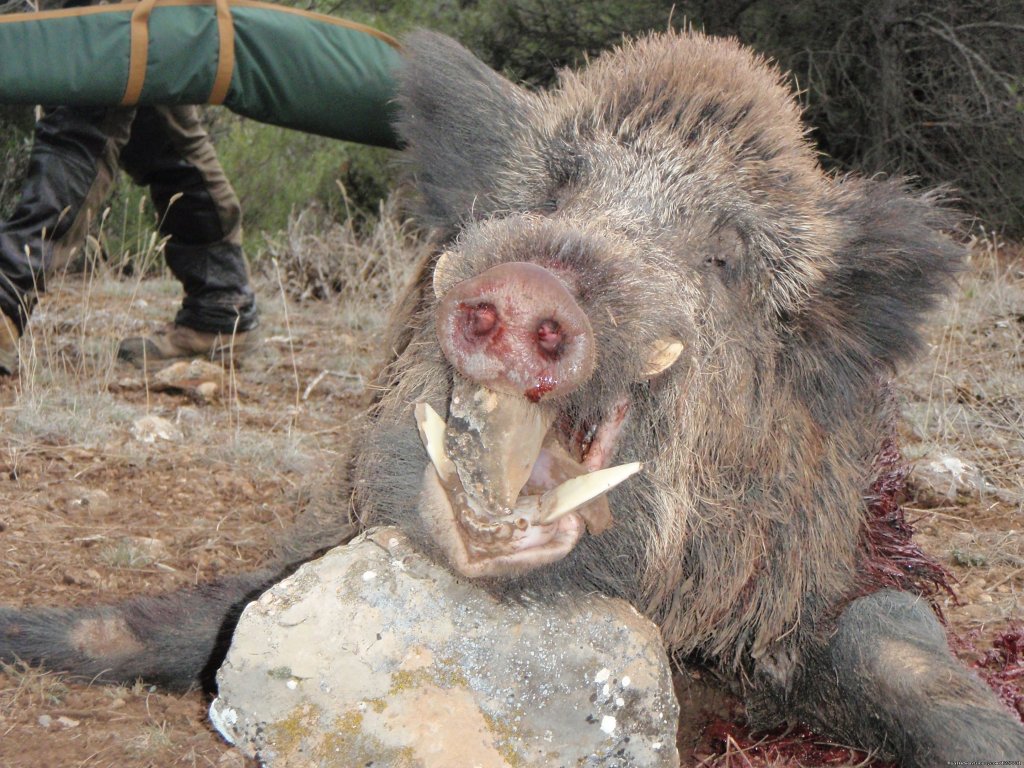 Wildboar Keiler Jabali | Hunting Trips to Spain | Image #6/11 | 