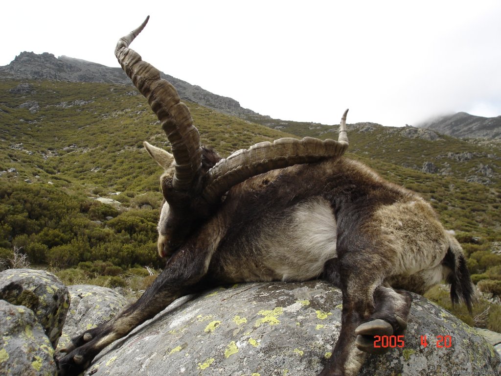 Gredos Ibex Steinbock Gredos Mach de Gredos | Hunting Trips to Spain | Image #8/11 | 