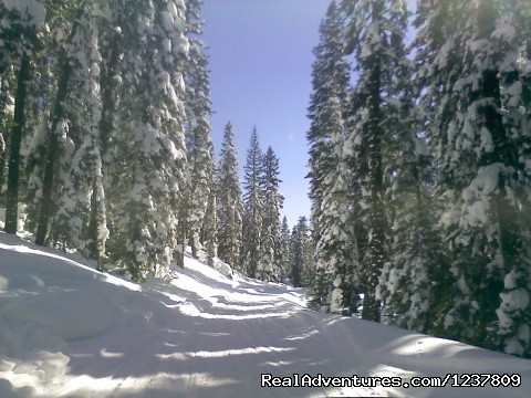 Ride the volcano Snowmobile Mt Shasta, Ca. Photo