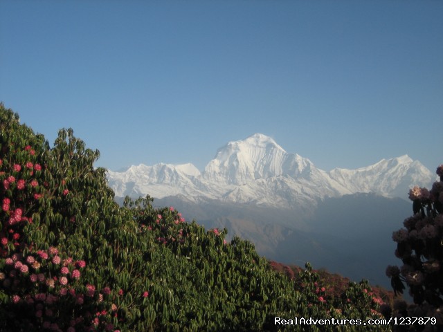 Trekking in Nepal, Nepal Trekking, Himalaya Trekki Annapurna Poon Hill Trekking