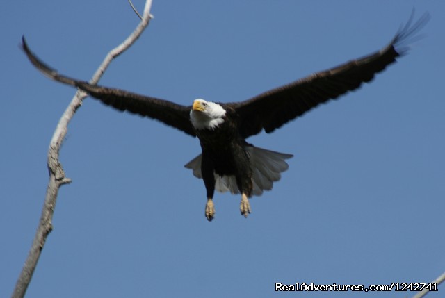 View Northern Maine's Boreal Species Photo