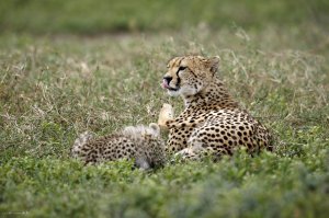 7 Days Classic Lodge Safari in Tanzania | Arusha, Tanzania | Wildlife & Safari Tours