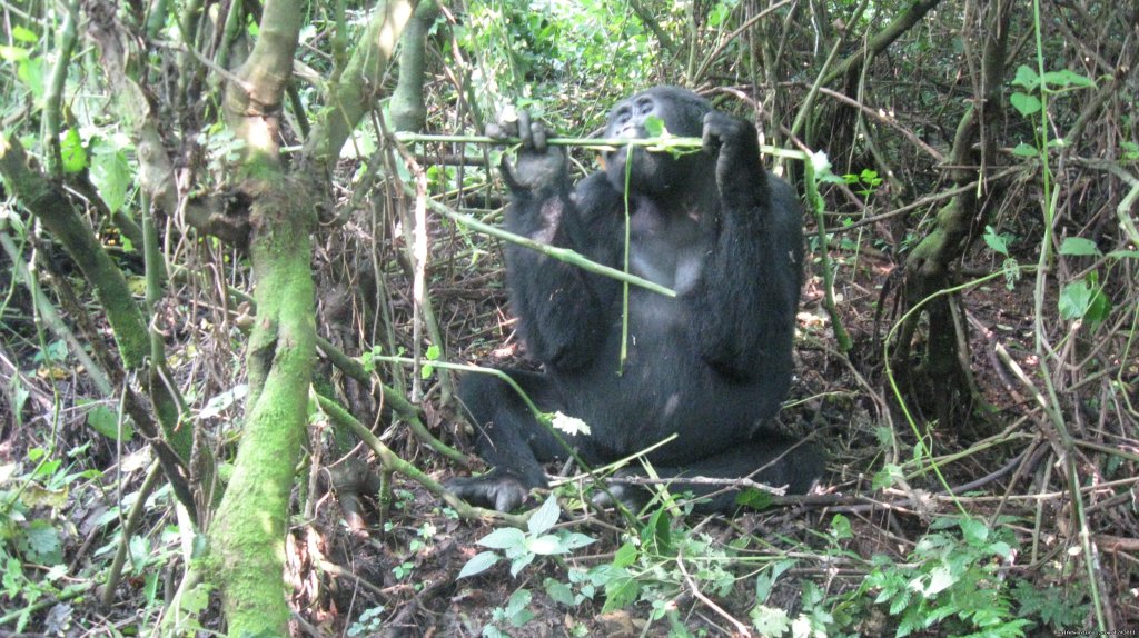 Track the giant gorillas for great adventures | Explore wilds of Uganda the best in Africa | Kampala, Uganda | Wildlife & Safari Tours | Image #1/7 | 