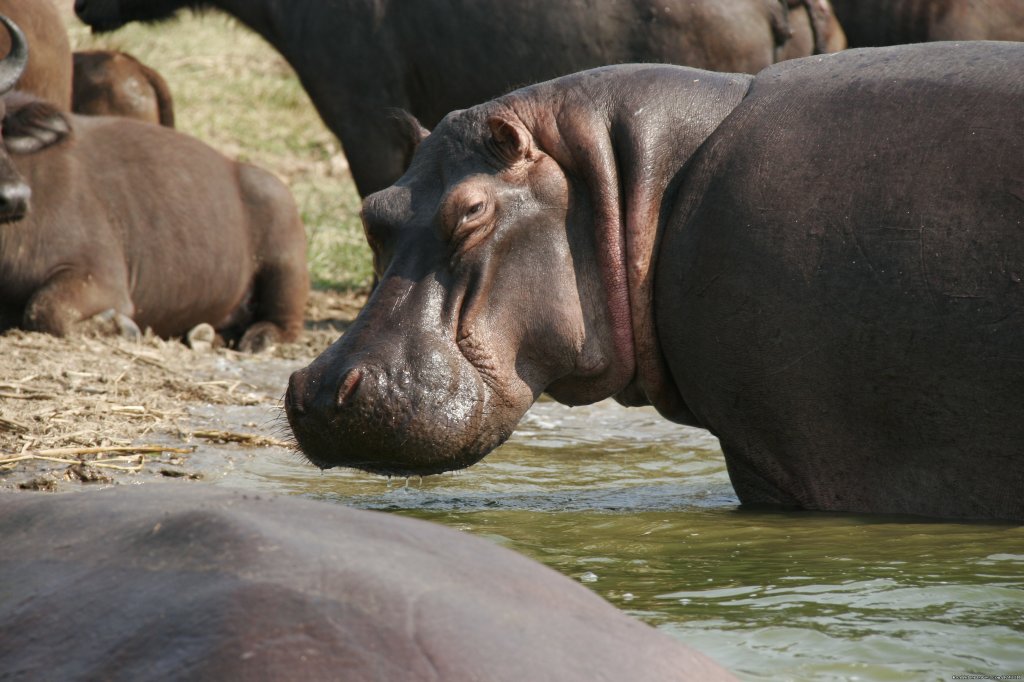 Giant Hippos | Explore wilds of Uganda the best in Africa | Image #2/7 | 