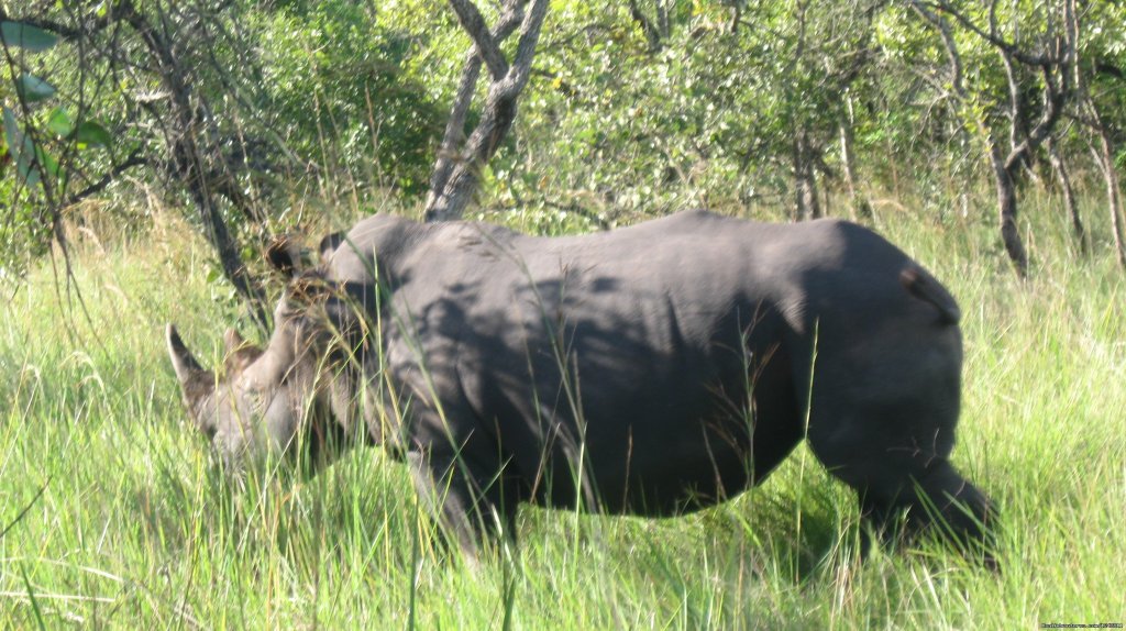 Rhinos in Ziwa breeding sanctuary | Explore wilds of Uganda the best in Africa | Image #6/7 | 