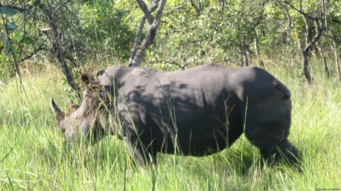 Rhinos in Ziwa breeding sanctuary