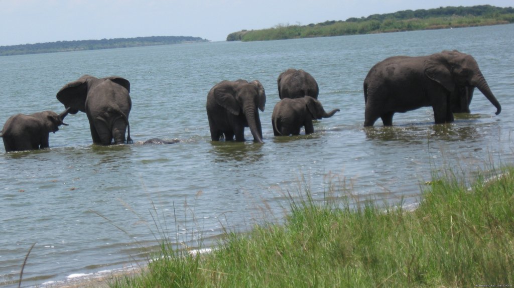 Herd of Elephants | Explore wilds of Uganda the best in Africa | Image #4/7 | 
