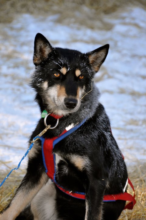 Canine Athletes of the Iditarod 