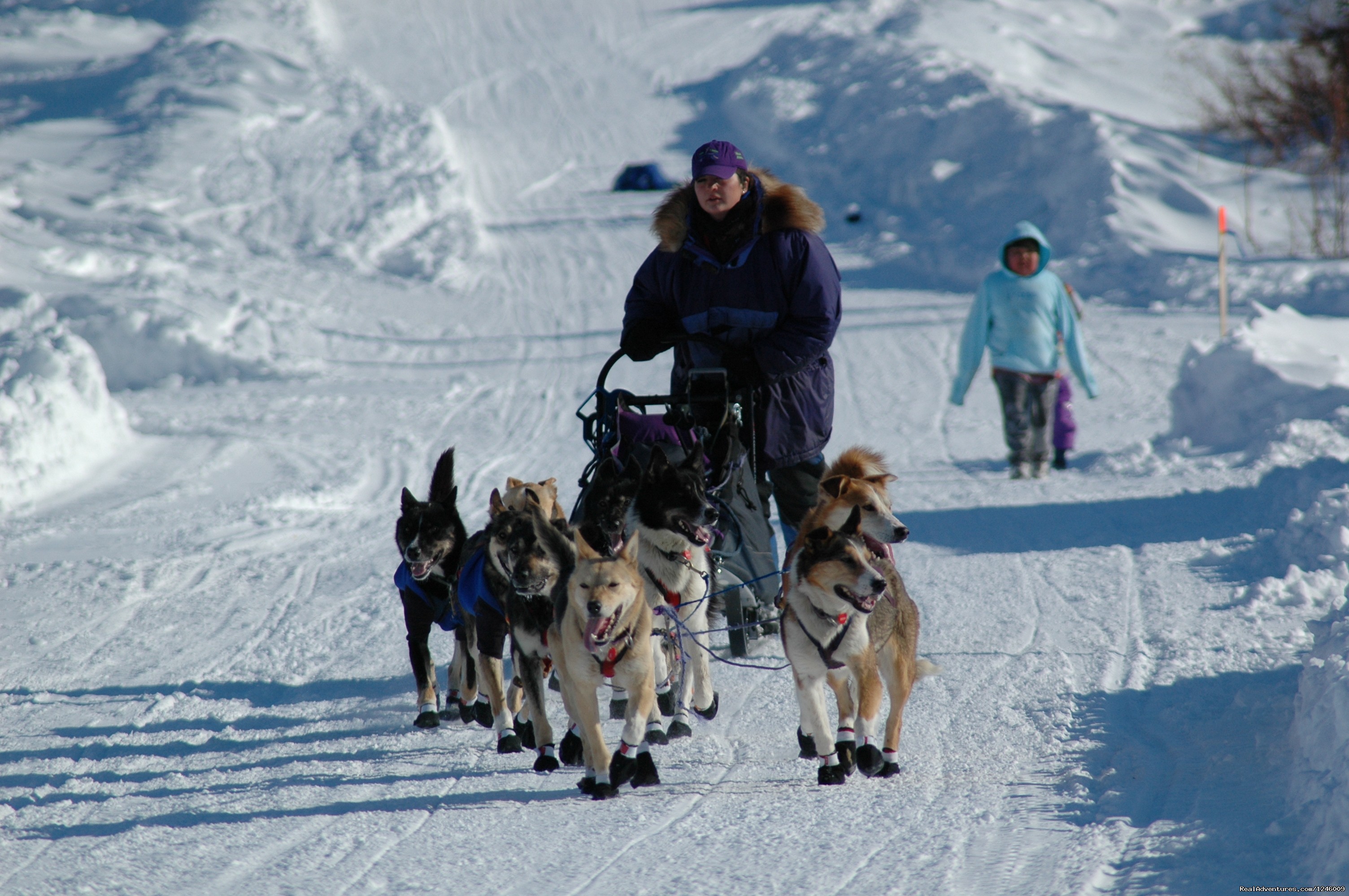 Iditarod Sled Dog Race Tours & Arctic Adventure, Wasilla, Alaska Dog