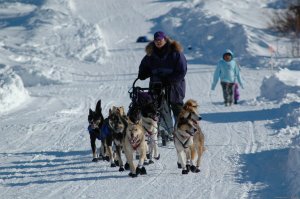 Iditarod Sled Dog Race Tours & Arctic Adventure | Wasilla, Alaska Dog Sledding | Great Vacations & Exciting Destinations