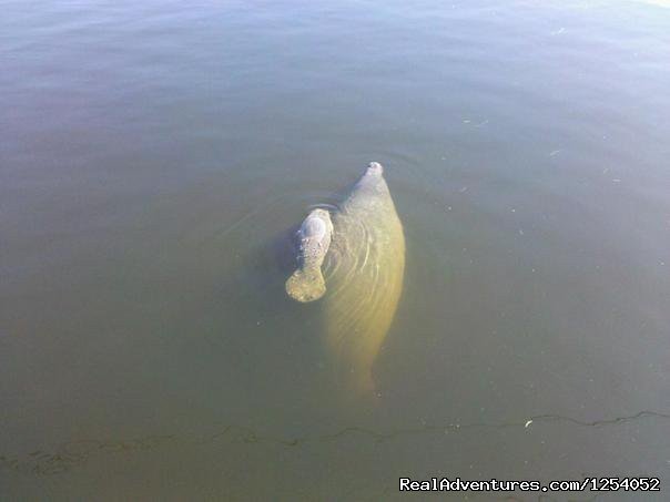 Mama Manatee and toddler | Everglades Nat'l Park - Boat Assisted Kayak Tour | Image #12/12 | 