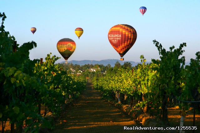 A Grape Escape Hot Air Balloon Adventure Wine country flight over grape vines
