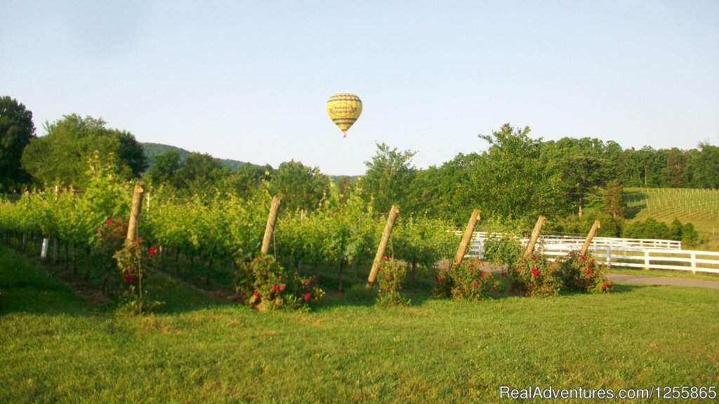 Barboursville Vineyard- A local favorite | Monticello Country Ballooning | Image #7/11 | 