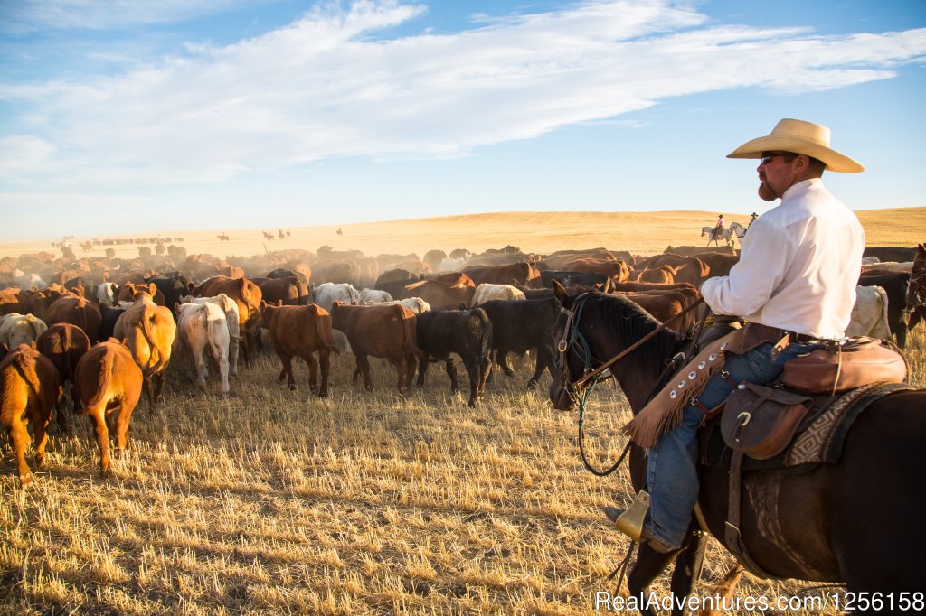 Western Cattle Drive | Bar W Guest Ranch | Image #9/26 | 