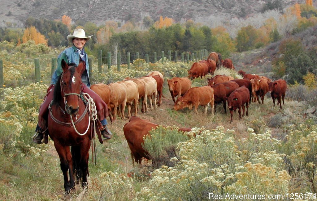 Susan & her cattle | Family Vacations and Retreats | Loveland, Colorado  | Horseback Riding & Dude Ranches | Image #1/6 | 