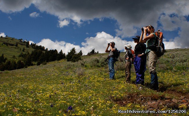 Spotting wildlife on a guided hike at Mountain Sky. | Mountain Sky Guest Ranch | Image #2/5 | 