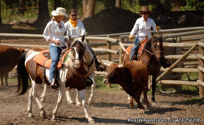 Team Penning | Mountain Sky Guest Ranch | Image #4/5 | 