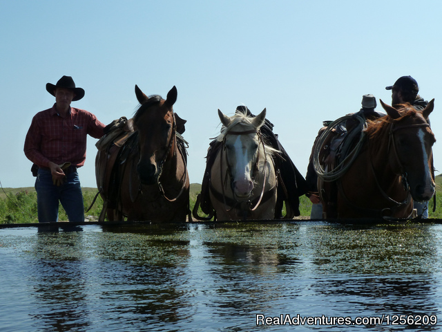 Working Cattle Ranch Vacation At Rowse's 1+1 Ranch Photo