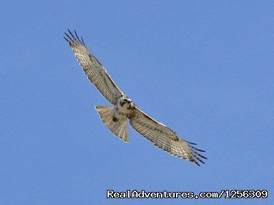 Hawk | Sonora Wings Arizona Tandem Hang Gliding Flights | Image #6/6 | 