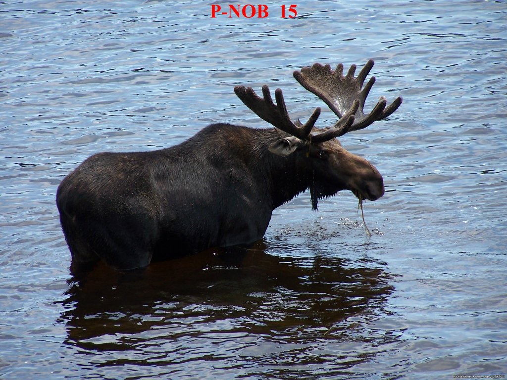 Maine Moose Safaris and Wildlife Tours | North Country Rivers - Maine Outdoor Adventures | Image #3/16 | 