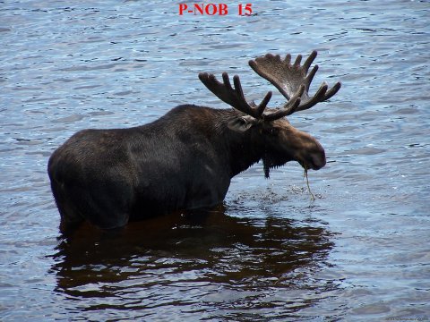 Maine Moose Safaris and Wildlife Tours