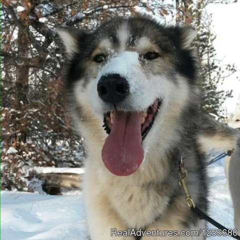 Big Bo smiling during a dog sled trip