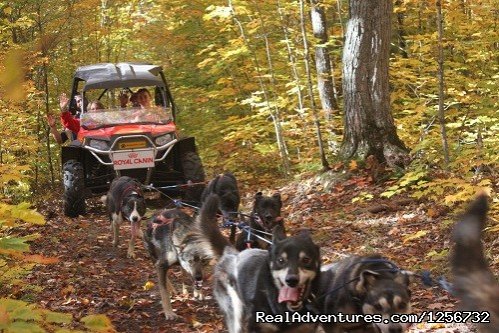 Fall Color Tours | Nature's Kennel Sled Dog Racing and Adventures | Image #10/10 | 