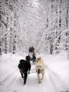 Nature's Kennel Sled Dog Racing and Adventures | McMillan, Michigan