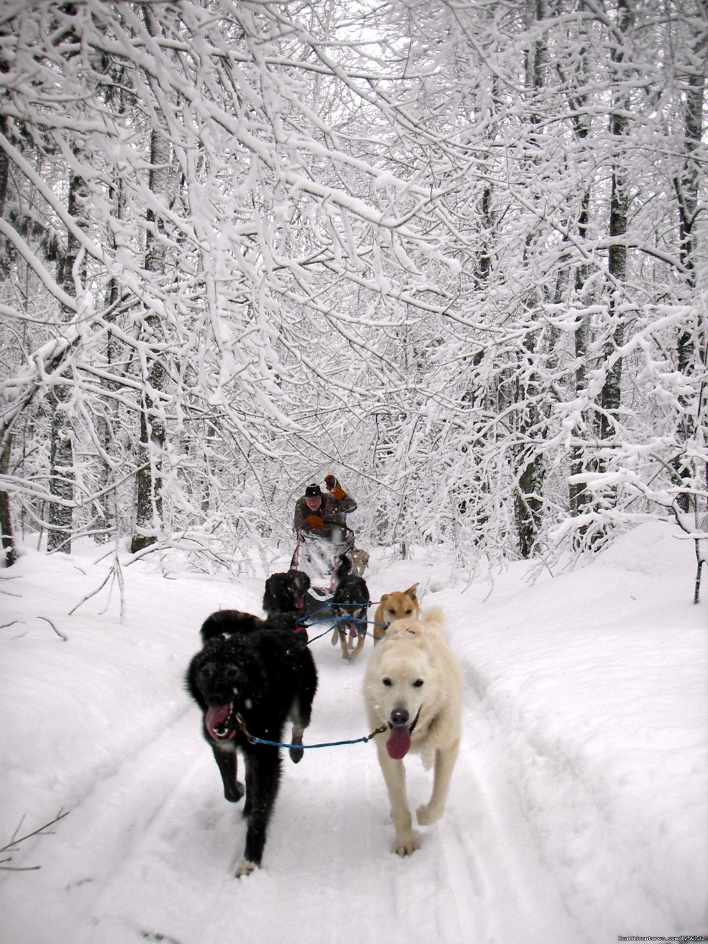 Drive your own Team | Nature's Kennel Sled Dog Racing and Adventures | McMillan, Michigan  | Dog Sledding | Image #1/10 | 