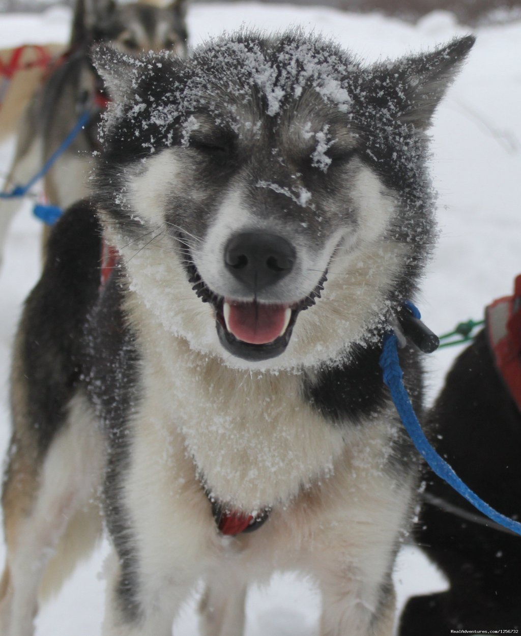 Prancer | Nature's Kennel Sled Dog Racing and Adventures | Image #3/10 | 