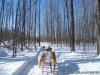Ride a dogsled through a forest white with snow | Moonstone, Ontario