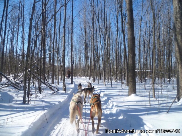 Ride a dogsled through a forest white with snow Photo