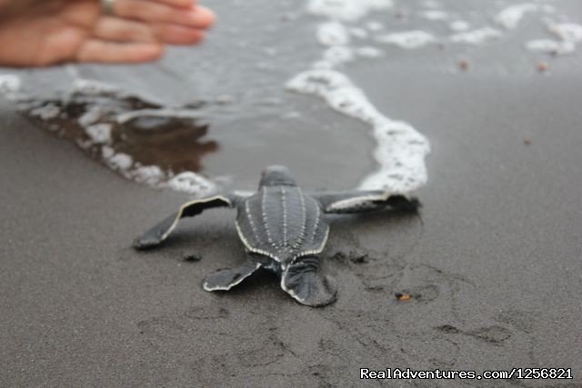 Sea turtles | Riverside Glamping in Dominica | Image #22/24 | 