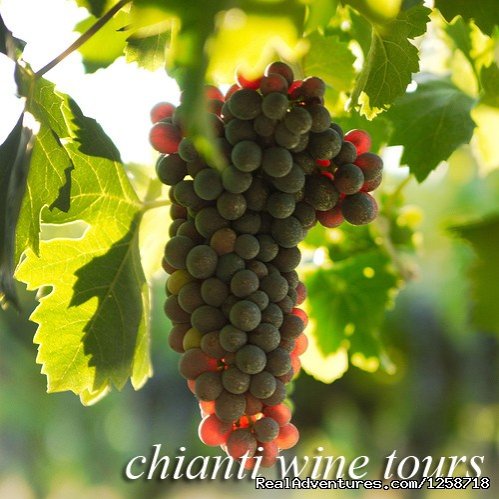 Chianti Wine Tour | Gladiator Cab & Shuttle Transportation of Rome | Image #7/15 | 