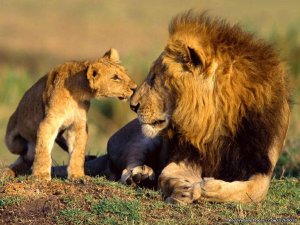 Safaris In Kenya & Tanzania | Nairobi, Kenya | Wildlife & Safari Tours