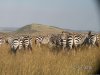 Mombasa Masai Mara Safaris, Tsavo Safaris, Ambosel | Mombasa, Kenya