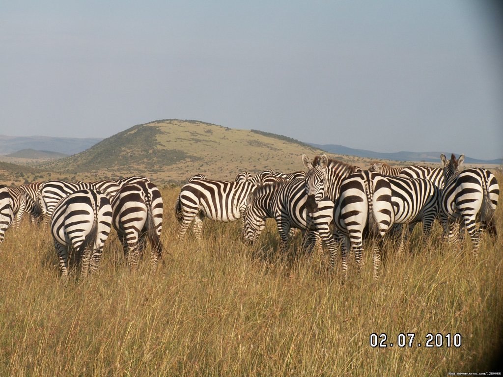 Mombasa Masai Mara Safaris, Tsavo Safaris, Amboseli Safaris | Mombasa Masai Mara Safaris, Tsavo Safaris, Ambosel | Mombasa, Kenya | Wildlife & Safari Tours | Image #1/15 | 