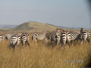 Mombasa Masai Mara Safaris, Tsavo Safaris, Ambosel | Mombasa, Kenya | Wildlife & Safari Tours