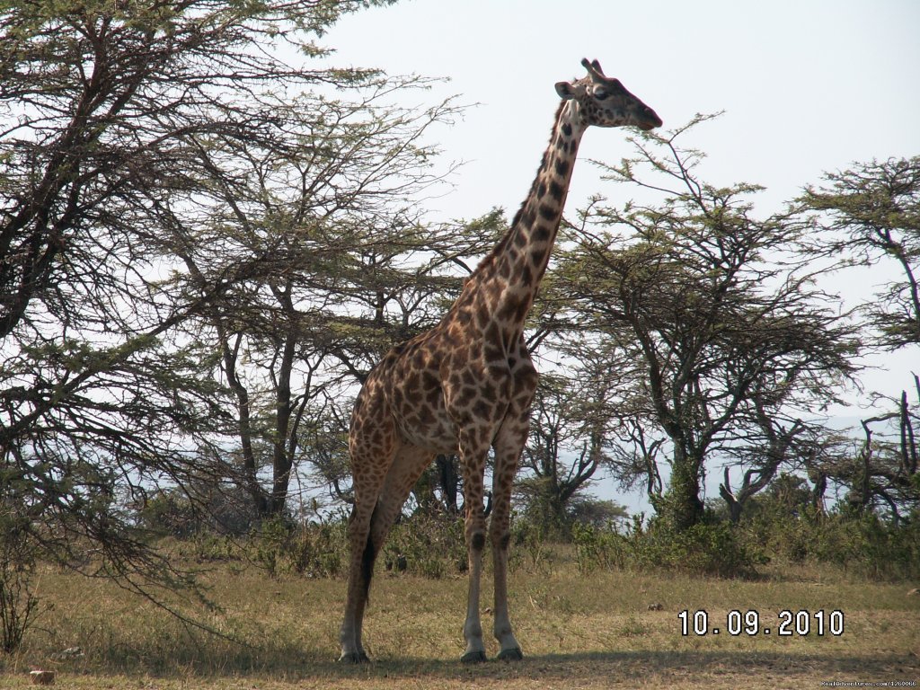 Mombasa Masai Mara Safaris, Tsavo Safaris, Amboseli Safaris | Mombasa Masai Mara Safaris, Tsavo Safaris, Ambosel | Image #2/15 | 