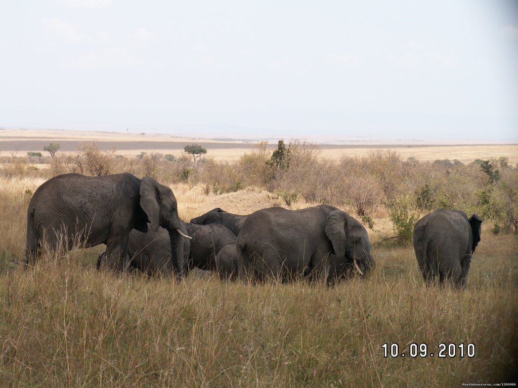 Mombasa Masai Mara Safaris, Tsavo Safaris, Amboseli Safaris | Mombasa Masai Mara Safaris, Tsavo Safaris, Ambosel | Image #3/15 | 