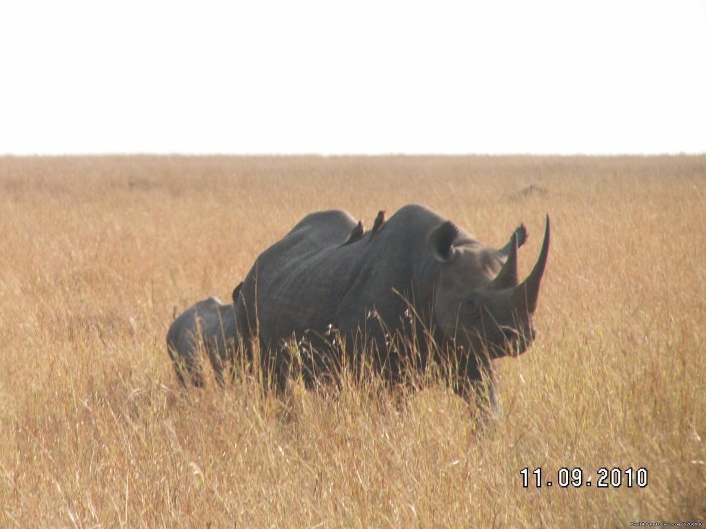 Mombasa Masai Mara Safaris, Tsavo Safaris, Amboseli Safaris | Mombasa Masai Mara Safaris, Tsavo Safaris, Ambosel | Image #4/15 | 