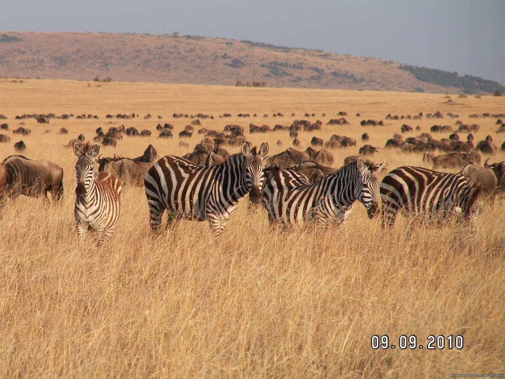 Arlom Kenya Safaris,Safari,Kenya Holiday, Kenya Tours, Adven | Mombasa Masai Mara Safaris, Tsavo Safaris, Ambosel | Image #5/15 | 
