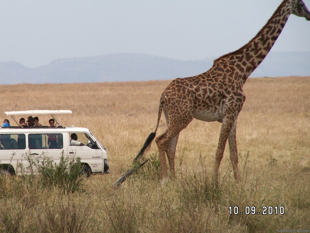 Arlom Kenya Safaris,Safari,Kenya Holiday, Kenya Tours, Adven | Mombasa Masai Mara Safaris, Tsavo Safaris, Ambosel | Image #6/15 | 