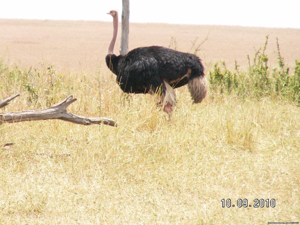 Arlom Kenya Safaris,Safari,Kenya Holiday, Kenya Tours, Adven | Mombasa Masai Mara Safaris, Tsavo Safaris, Ambosel | Image #7/15 | 